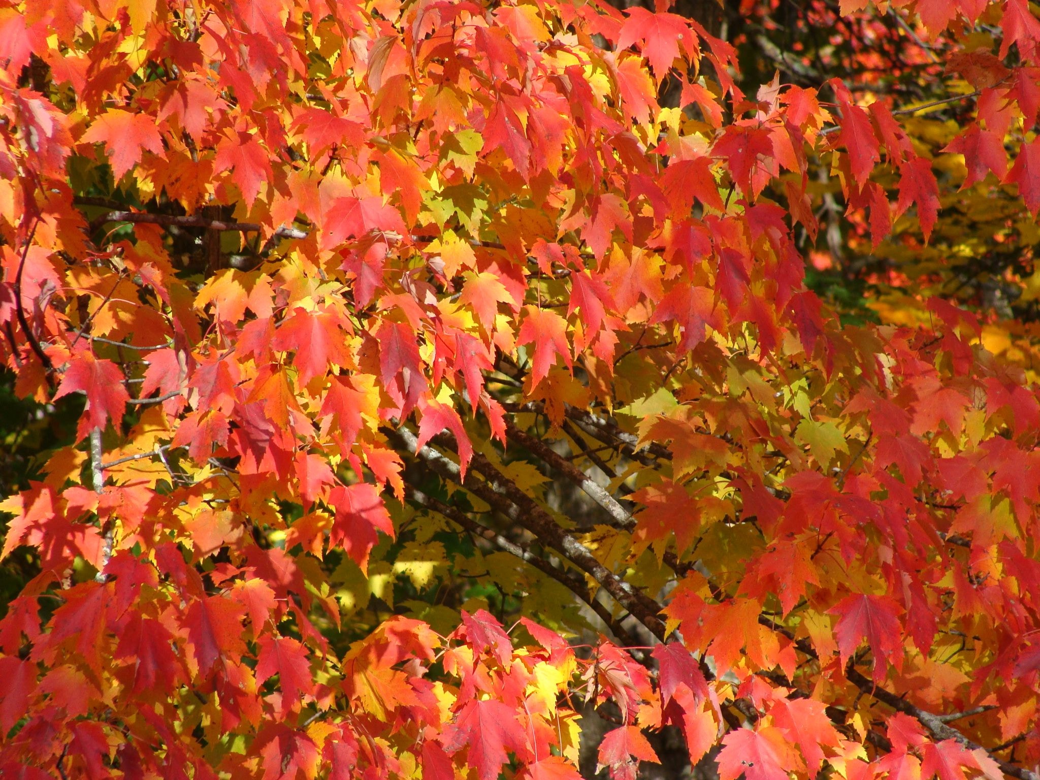 神奈川県大山 おおやま の紅葉は大混雑 カノイの雑記