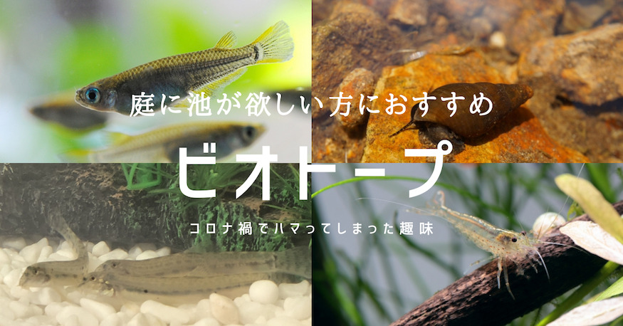 コロナ禍の趣味 ビオトープはじめて見たらメダカが増えた カノイ 30歳新婚社畜の雑記ブログ